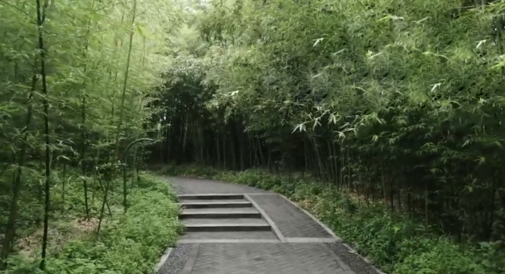 徒步游览紫竹院公园，漫步竹林幽径